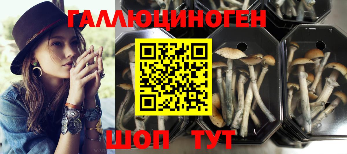 Волоколамск  Псилоцибиновые грибы GOLDEN TEACHER  Галлюциногенные грибы Cubensis  Вход с VPN 